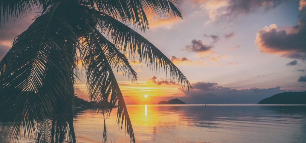 palm leaves in soft focus with the sun. Beautiful natural tropical background